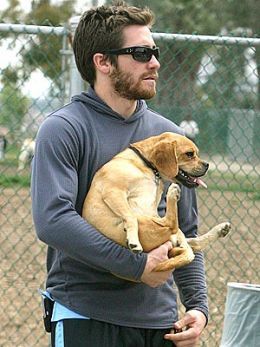 yrsyrs:rcah:cluts:im the dogwhen will someone teach Jake Gyllenhaal that a dog is not a grocery bag 