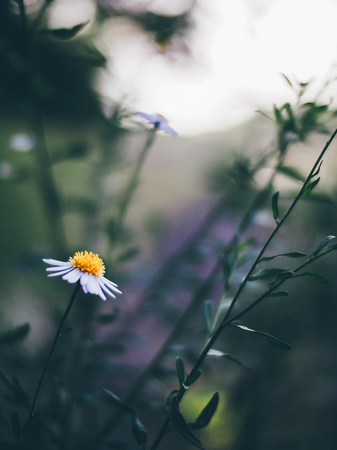 floralls:    by t*tomorrow    