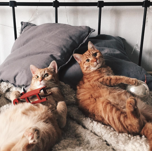 organicandhappy:  lord–swoledemort:  catsbeaversandducks:  “Let’s be cute together!”