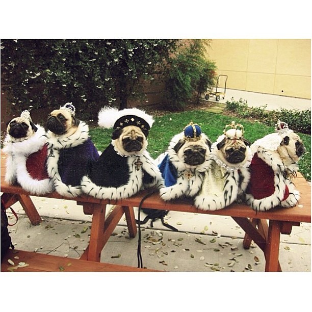 PUG PARTY! #pugs #puggle #cute #puppy 
