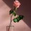 randomaesthetics8