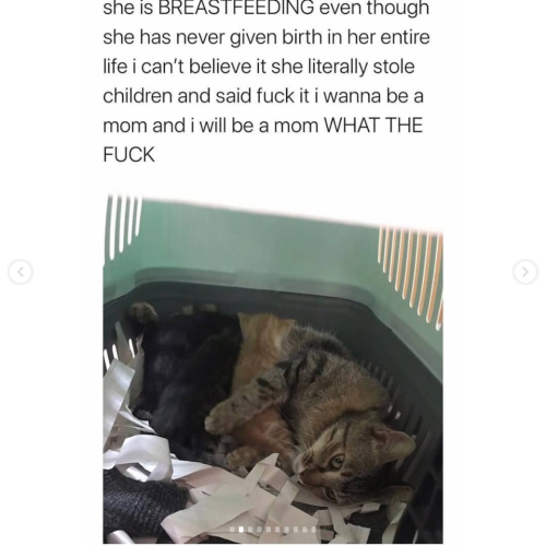 hyperactivehedgehog:askadromming:justcatposts:Don’t judge her, she probably couldn’t afford adoption