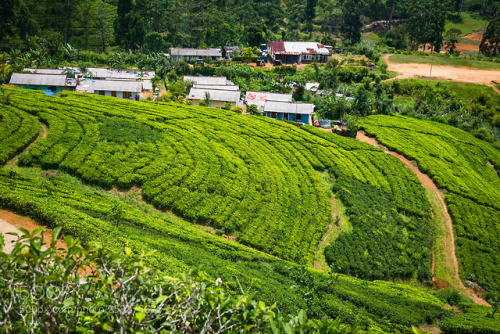 Tea plantation by sergemi