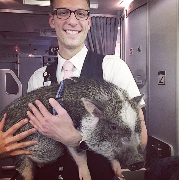 mashable:  Turns out, pigs can fly! Some passengers on planes hog the armrests. Some