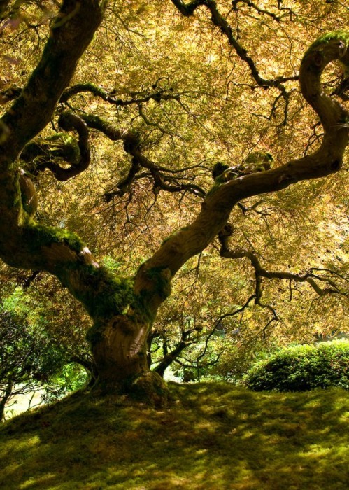 opticallyaroused:  Outrageously Beautiful Trees