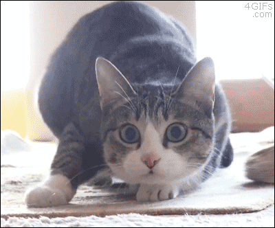 you-wish-you-had-this-url:  catp0rn:  this is it. this is the most important gif