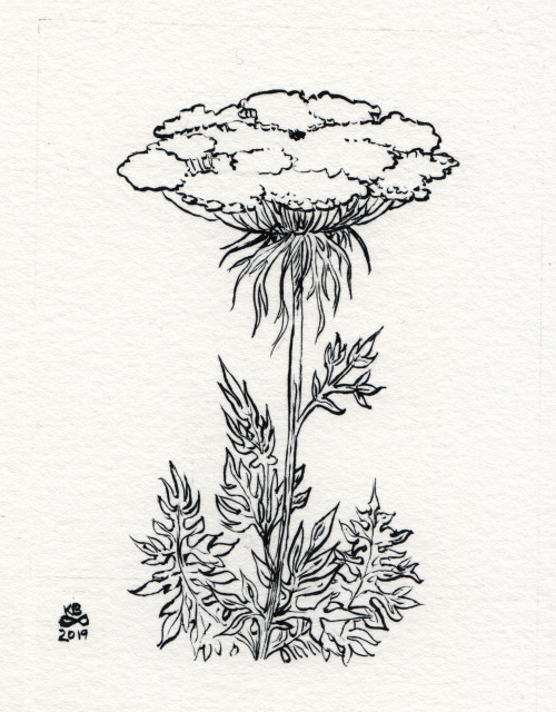 unknownbinaries:inktober 27: queen anne’s lace/daucus carotaSo the physical appearance of this thing