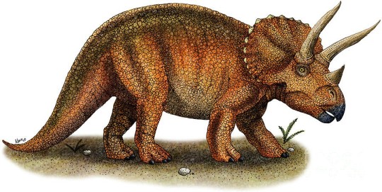buzzlightyearhugecock:  kuragindolokhov: buzzlightyearhugecock: gay culture is being ready and willing to fuck a triceratops   why  look at this thing. this extinct son of a bitch RADIATES sex appeal. i don’t know how any human being can look at this