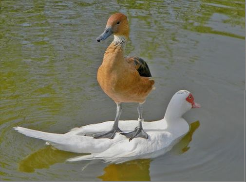 k-eke:  More animations inspired by photos of birds ! :DI loved the bread on a skate-board,