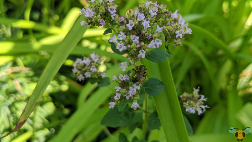 Silky-Striped Sweat Bee - Agapostemon sericeusAs promised on Tuesday when the Bicolored Sweat Bee wa