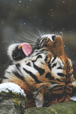 modernambition:  Catching Snowflakes | MDRNA