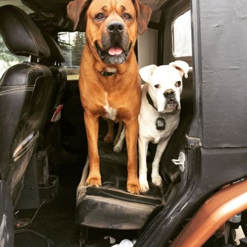 Nice to be home, and these guys don’t want to be left behind again#blackdogoffroad #jeepfreaks #extr