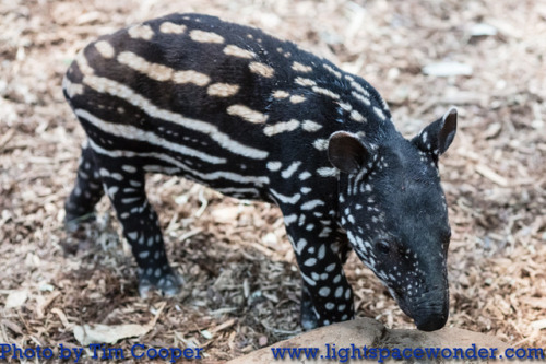 babytapirphotos:February 6: 31 days oldIf you enjoy my baby tapir photos, you should know that for e