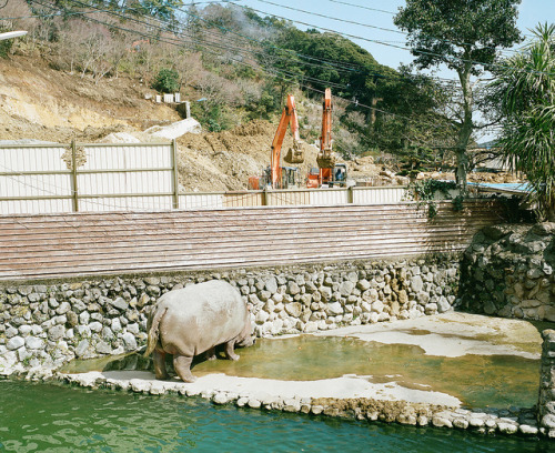 mexicanist: Sunday Hippopotamus by kiyoshimachine on Flickr.Sunday Hippopotamus