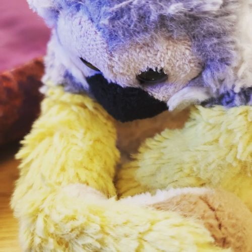 Happy National Monkey Day Here Is A "professional" Picture Of My Boy Frank Le Stank Right Here. He Is