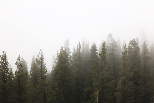 nuhstalgicsoul: Yosemite, you take my breath away every single time.