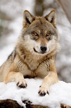 wolveswolves:  By Svenimal on DeviantArt