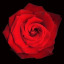 rosesbythebrook