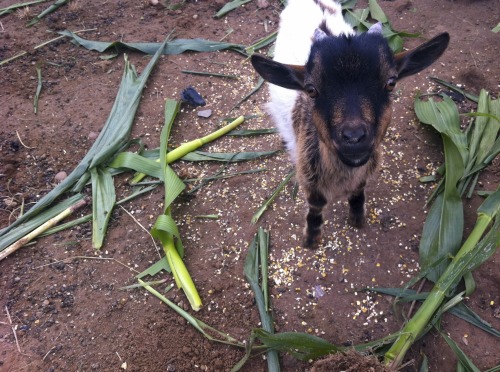 npr:nprglobalhealth:How Can You Tell If Your Goat Is Happy? Now We Know!Goats are having a moment, a