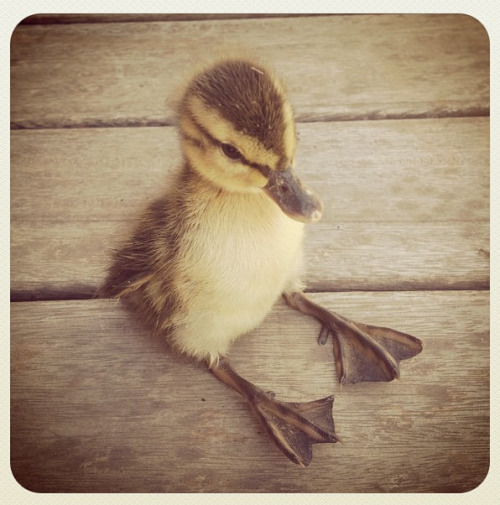 catsbeaversandducks:  Don’t Be Sad, Look At These Baby Ducks If you didn’t already know, baby ducks are pretty much precious little nuggets of joy. They have been clinically proven to cure depression and disease and all other problems because they