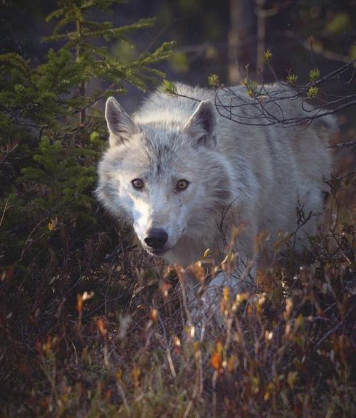 wolveswolves:Wild wolf in Finland by Niko Pekonen