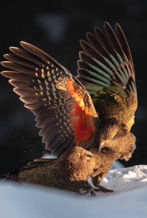 j-k-i-ng:“Wild Kea“ by | Julian JowiseMount