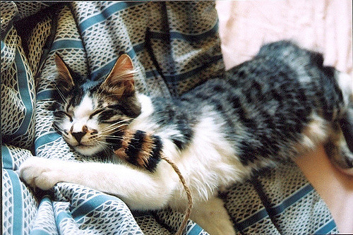nap with mousie by tiger_777_99