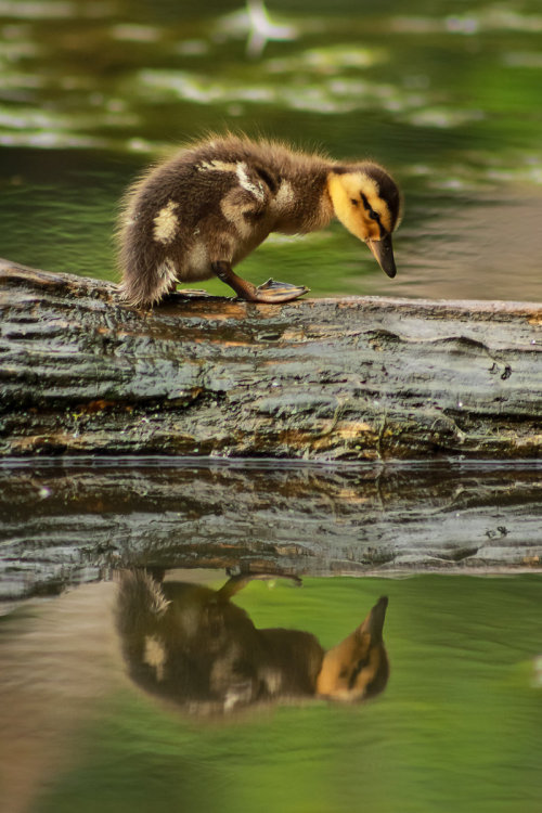 A Reflecting Duckling by FoldedWilderness