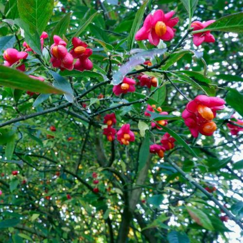 Euonymus Europaeus aka Spindle Tree.It’s wood is very hard and in the past was used for making