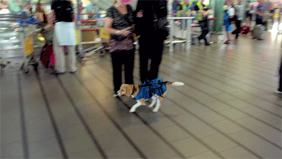 XXX homebeccer:  onlylolgifs:  Dog Works at Airport photo