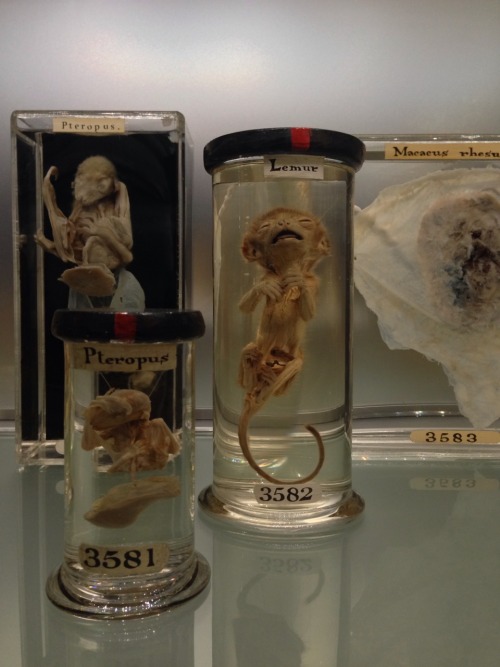 super-who-lock-is-team-jem: crookedindifference: I spent the afternoon at the Hunterian Museum in Lo