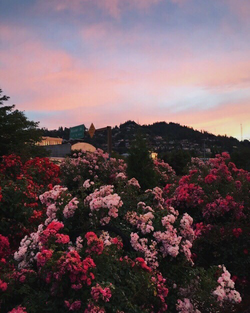 ki-omws-efuges:Sky, flowers, nature.🌷