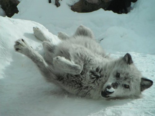 wolveswolves:  Wolf at Grizzly Bear and Wolf Discovery Center in West Yellowstone Picture by JerseyJeep 