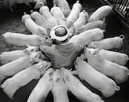 rollership:
“Over the course of ten years, Kagawa-based photographer Toshiteru Yamaji captured the special bond between Japanese pig farmer Otchan and his 1,200 pigs. As you can tell by these photos, he cared for each individual pig in a loving and...