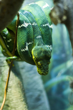 10bullets:  Emerald Tree Boa by Photos by LAG on Flickr. 