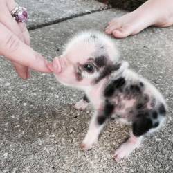 cute-overload:  Itty Bitty Baby Piggyhttp://cute-overload.tumblr.com