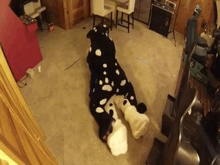 Here’s a submission I got of a bitch pup getting taken advantage of. Decided to leak these gifs so e