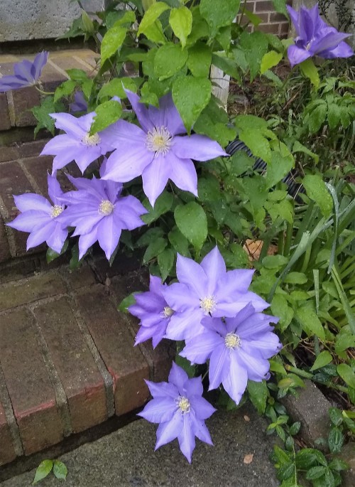 Need a pop of color? Clematis never disappoints. This little patch comes back faithfully every year!