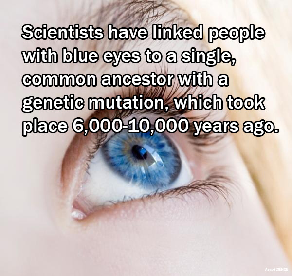 AsapSCIENCE — Blue-eyed humans have a single, common ancestor