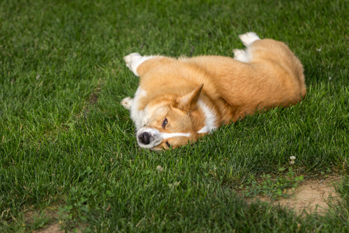 thefrogman:  otisthecorgi:  Otis thoroughly enjoying this patch of lawn.  If you love goofy dogs and you aren’t following Otis’s tumblr, you’re missing out.