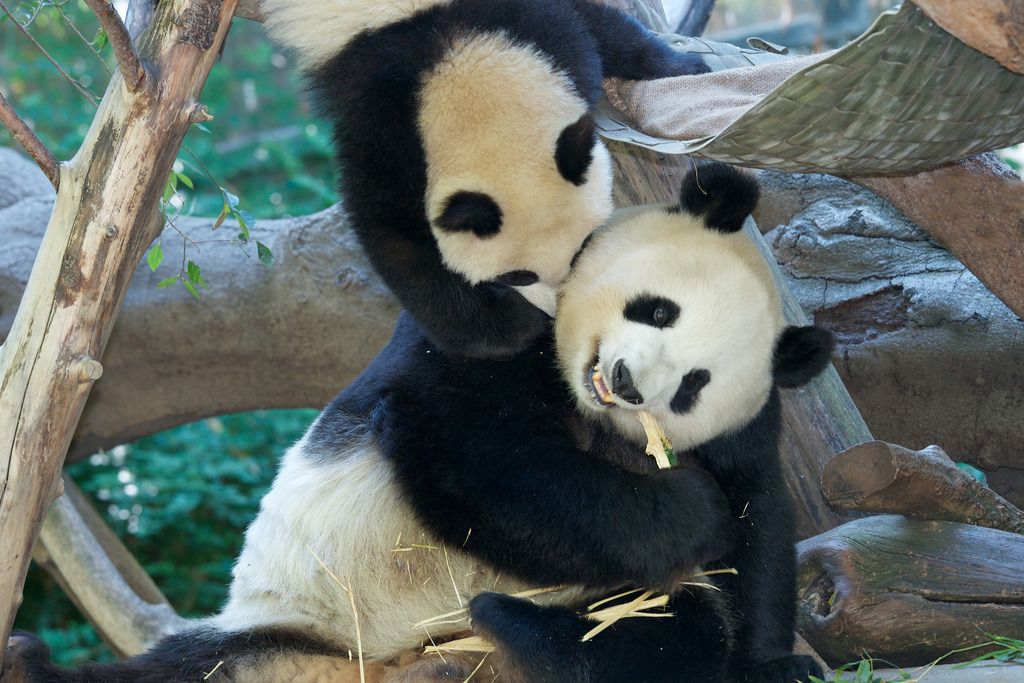 giantpandaphotos:  Bai Yun and her son Xiao Liwu at the San Diego Zoo on August 4,