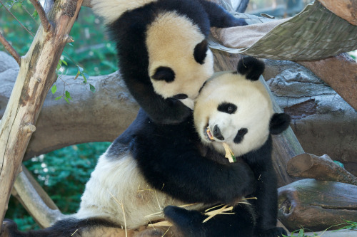 giantpandaphotos:  Bai Yun and her son Xiao Liwu at the San Diego Zoo on August 4, 2013. Bai Yun was trying to enjoy her lunch, but her son Xiao Liwu had other plans. However, she kept on eating while Xiao was bouncing around on top of her head. © Rita