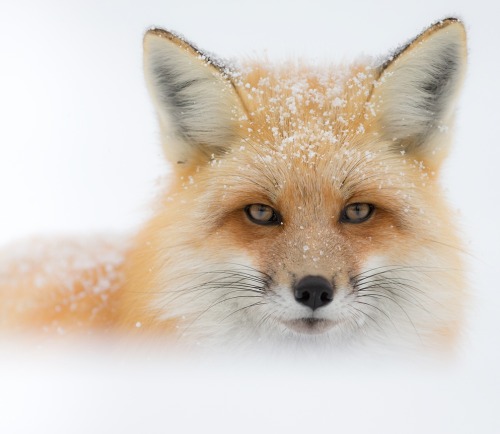 beautiful-wildlife:  Blickkontakt by Holger Cremer