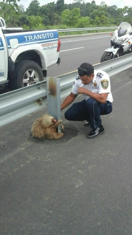 sixpenceee:   Sloth Stuck on a Busy Highway A transit police officer was patrolling an Ecuadorian hi