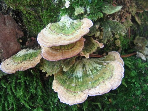 forestfaery: pretty green shelf fungi 