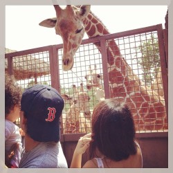 I FED A GIRAFFE TODAY 