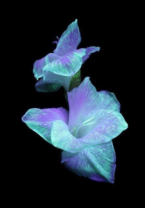 ibrain-aneurysm:sixpenceee:Leave flowers in a vase containing highlighter fluid and shine a UV light