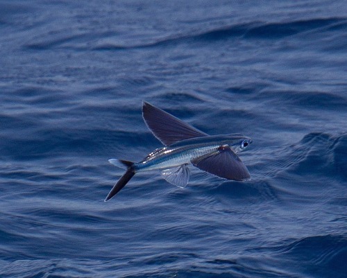 odditiesoflife: Flying Fish Flying fish (Exocoetidae) can be seen jumping out of warm ocean waters w