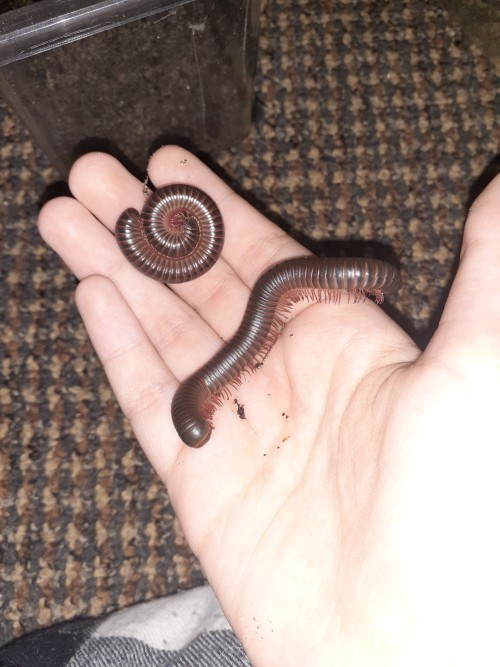 My Beautiful Leg Worms. I Had To Dig Them Up Bc I Was Moving Them To A Much Larger Container (I Will