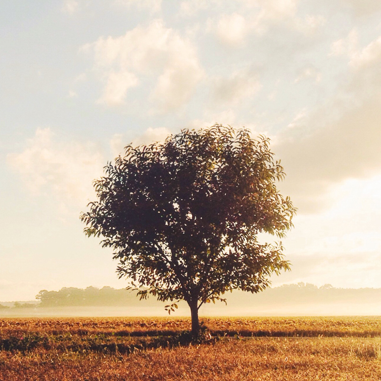 lauraepritchett:four iPhone photos, four seasons, one wild cherry tree.